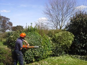 Hedge Cutting Newark